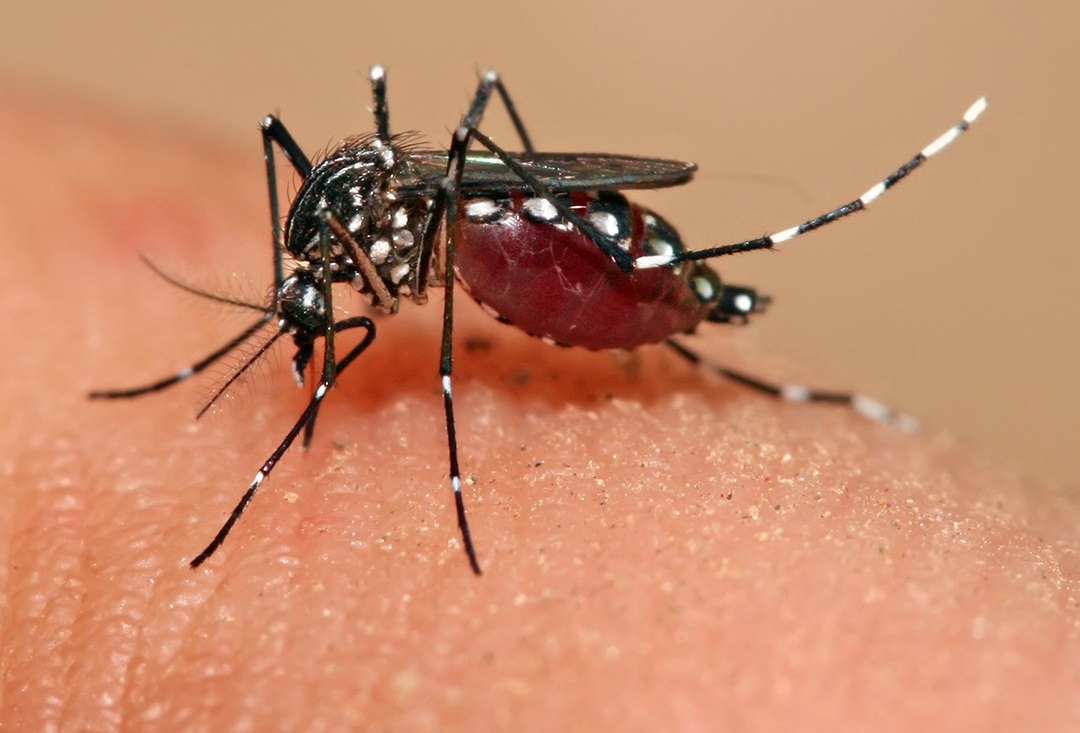Neurologista defende uso da vitamina D contra epidemia de Zika